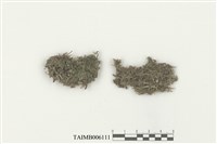 藏品(護蒴蘚屬)的圖片